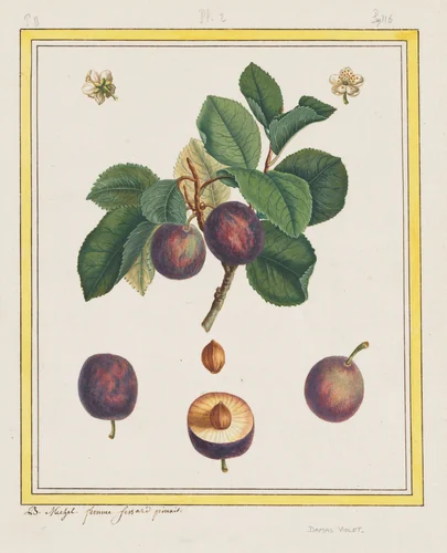 Damascus Plum by B. Michel, drawing, 1768