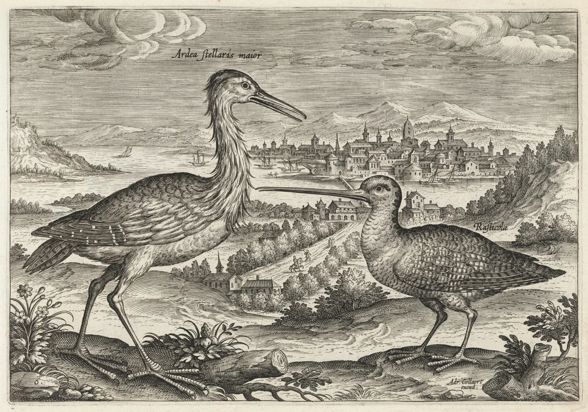 Heron and Snipe by Adriaen Collaert, print, 1595-1605