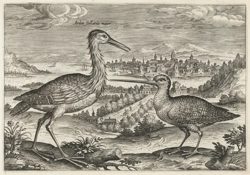 Heron and Snipe by Adriaen Collaert, print, 1595-1605