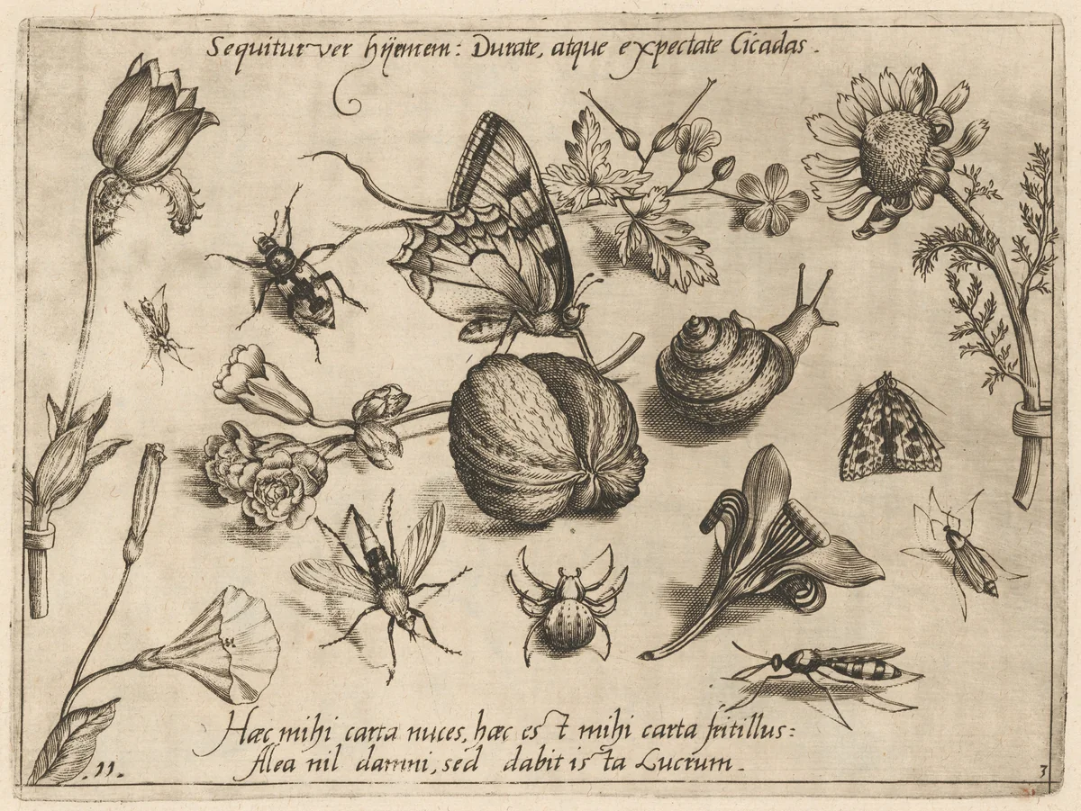 Archetypa studiaque patris Georgii Hoefnagelii [Part 3, Plate 11] by Jacob Hoefnagel; Joris Hoefnagel, print, 1592