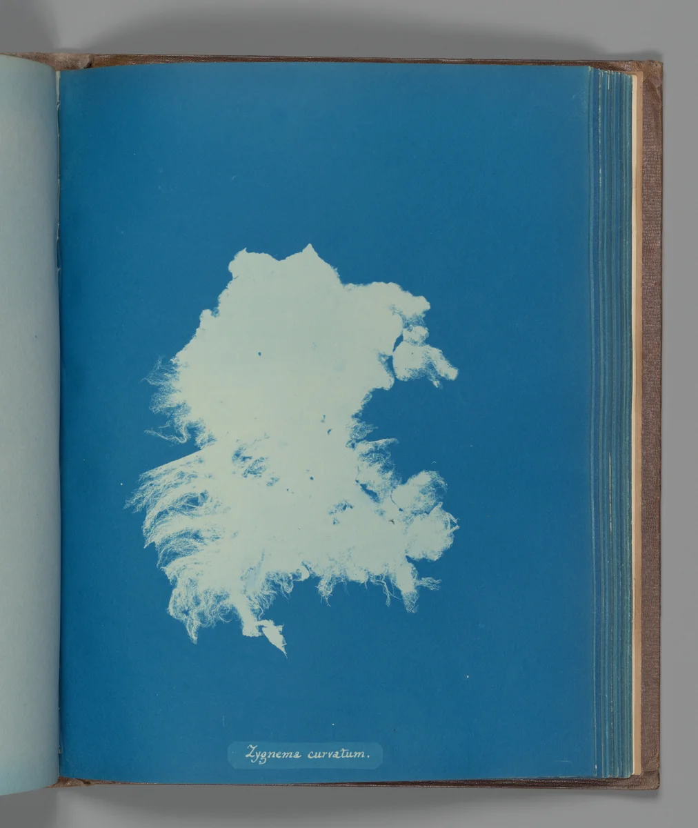 Zygnema curvatum by Anna Atkins, photograph, 1851-1855