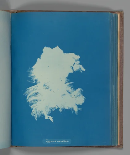 Zygnema curvatum by Anna Atkins, photograph, 1851-1855