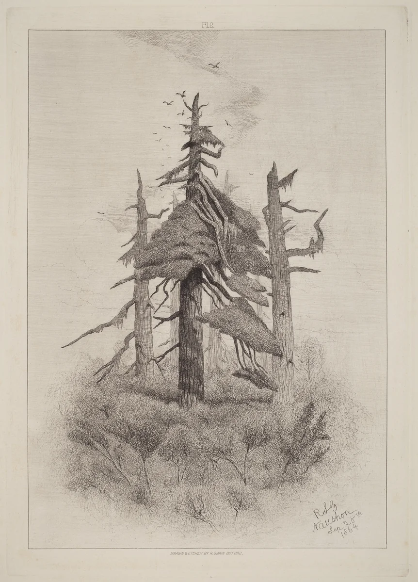 Old Trees at Naushon Island [plate 2] by Robert Swain Gifford, print, 1865