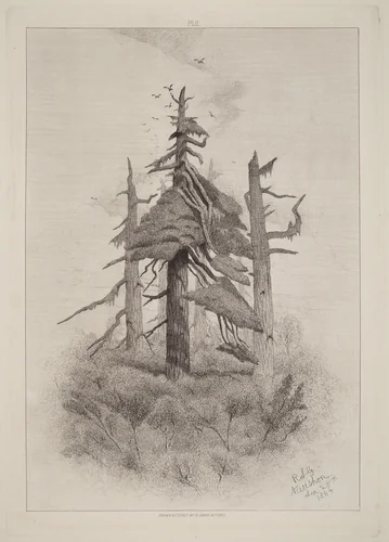 Old Trees at Naushon Island [plate 2] by Robert Swain Gifford, print, 1865
