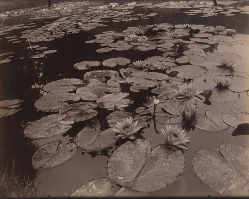 Nymphéa (Bagatelle) by Eugène Atget, photograph, 1925