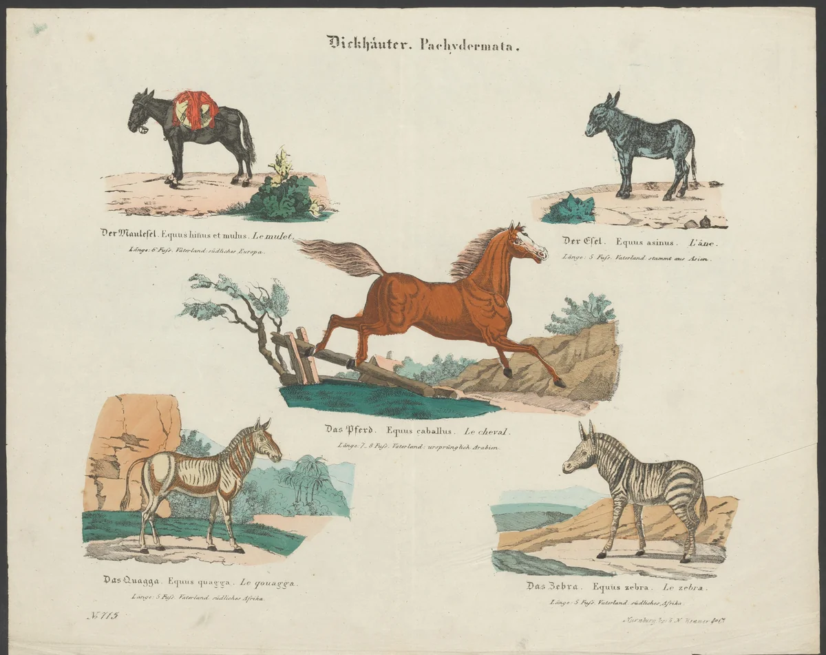 Soorten paardachtigen by anonymous, print, 1837-1868