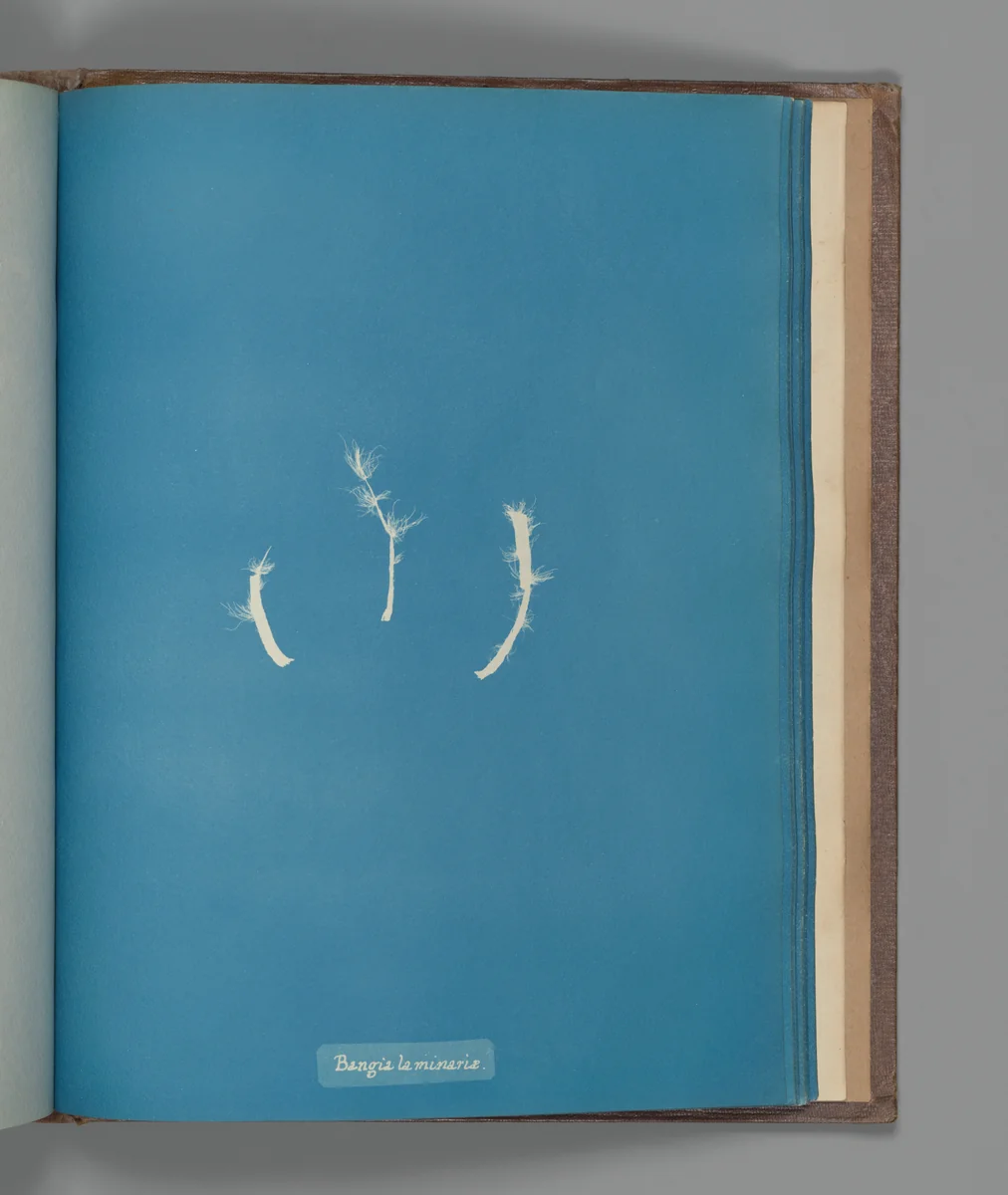 Bangia laminaræ by Anna Atkins, photograph, 1851-1855