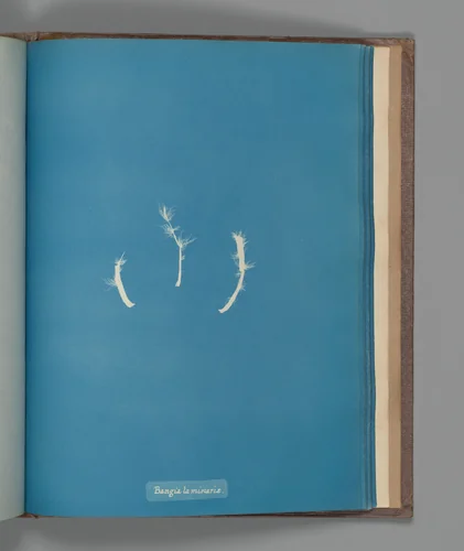 Bangia laminaræ by Anna Atkins, photograph, 1851-1855