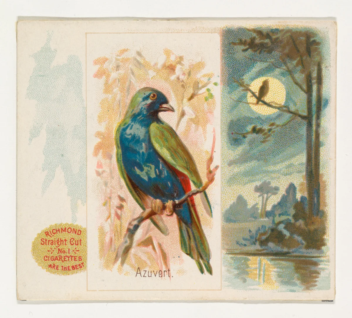 Azuvert, from the Song Birds of the World series (N42) for Allen & Ginter Cigarettes by Allen & Ginter, print, 1890