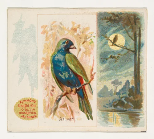 Azuvert, from the Song Birds of the World series (N42) for Allen & Ginter Cigarettes by Allen & Ginter, print, 1890