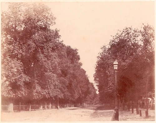 Allée bordée d'arbres by Charles Marville, photograph, 1850-1853