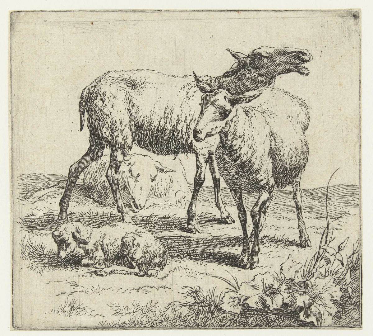 Blatend schaap tussen twee schapen en een lam by Nicolaes Pietersz Berchem, print, 1646-1652