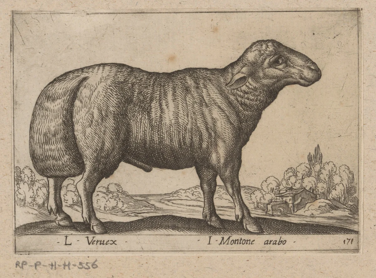 Arabisch schaap by Antonio Tempesta, print, 1565-1630