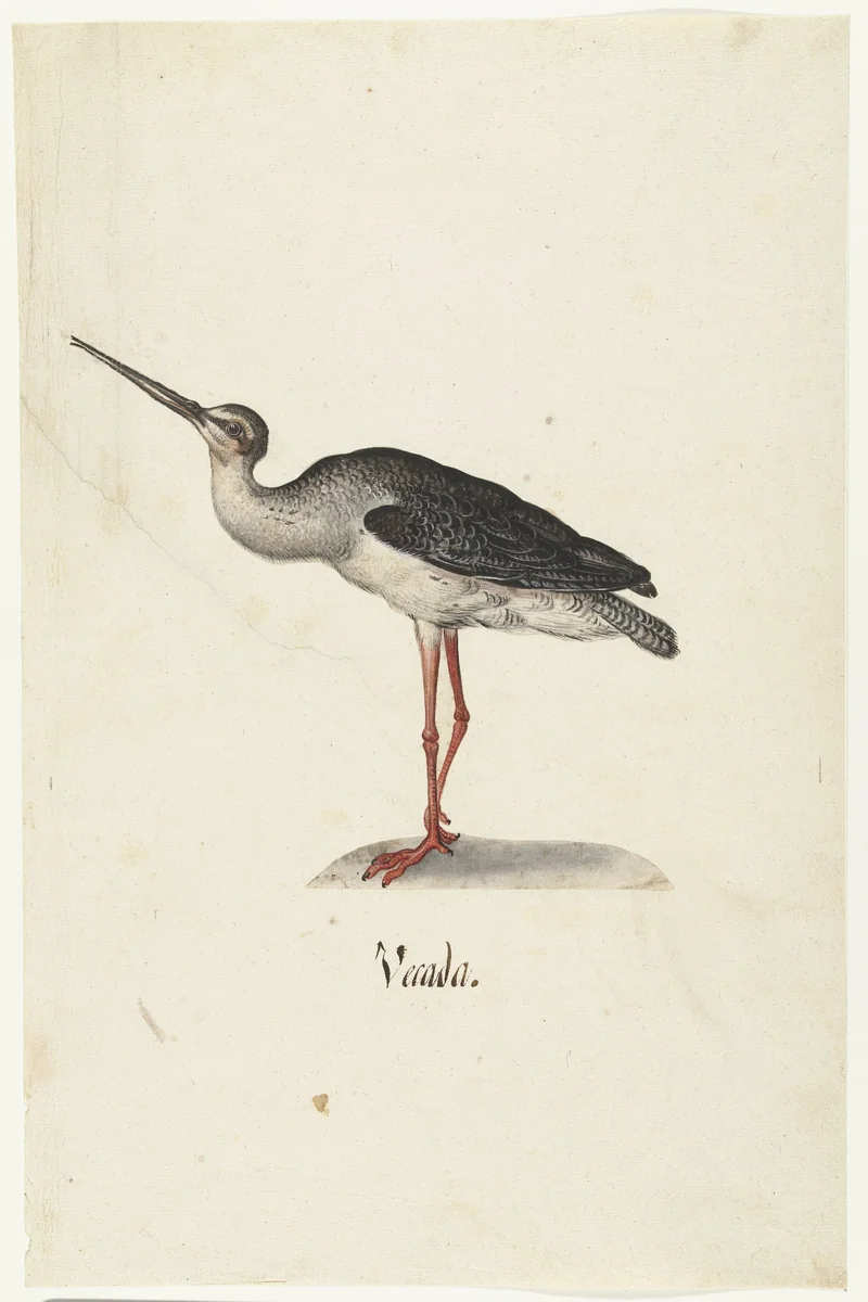 Zwarte Ruiter by anonymous, drawing, 1560-1585