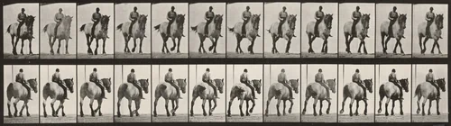 Plate Number 578. "Dusel" walking, bareback by Eadweard Muybridge, photograph, 1887