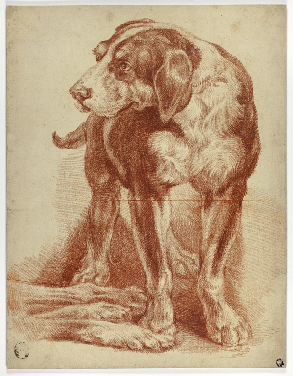 Hound Standing by Jean Baptiste Huet, drawing, 1765-1811