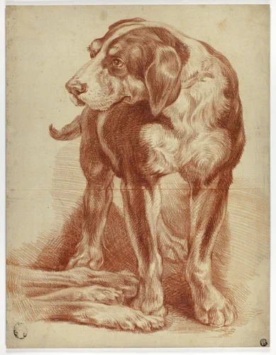 Hound Standing by Jean Baptiste Huet, drawing, 1765-1811