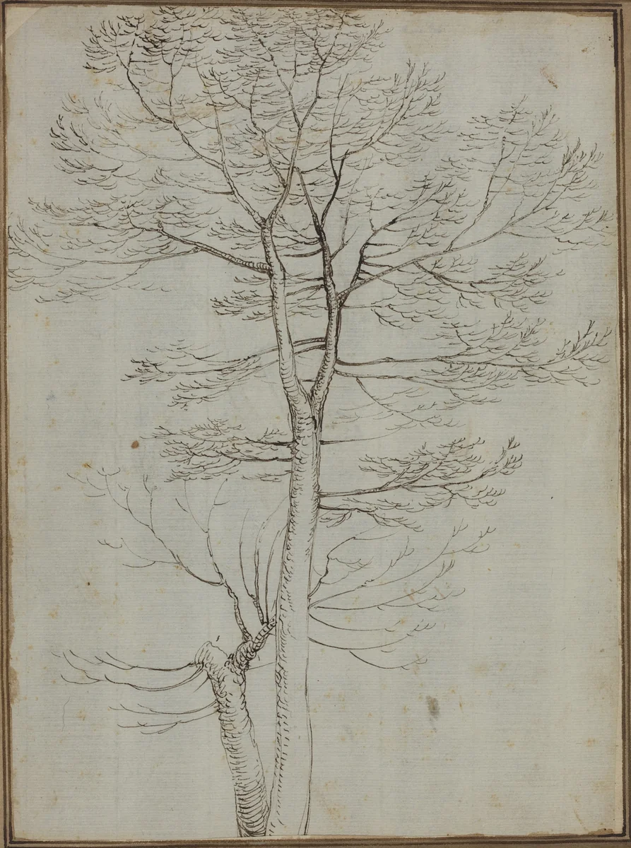 Bare Tree [verso] by Fra Bartolommeo, drawing, 1472-1517