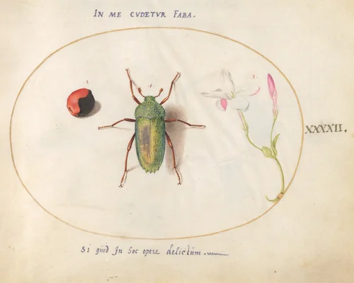 Plate 42: Jewel Beetle with a Rosary Pea and a Flower (Oleander?) by Joris Hoefnagel, drawing, 1570-1599