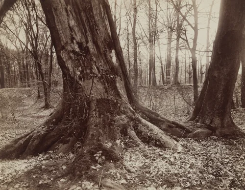 Saint-Cloud by Eugène Atget, photograph, 1915