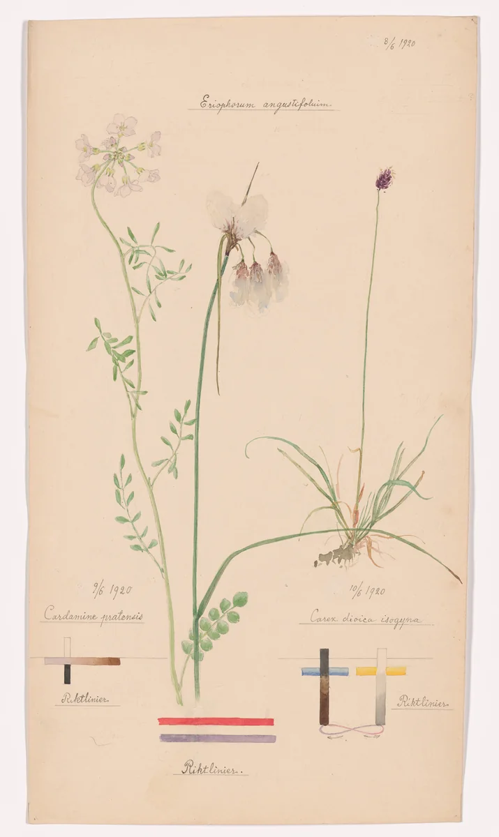 Eriophorum angustifolium (Tall Cottongrass), Cardamine pratensis (Cuckoo Flower), Carex dioica (Dioecious Sedge). Sheet 42 from the portfolio Nature Studies by Hilma af Klint, drawing, 1920