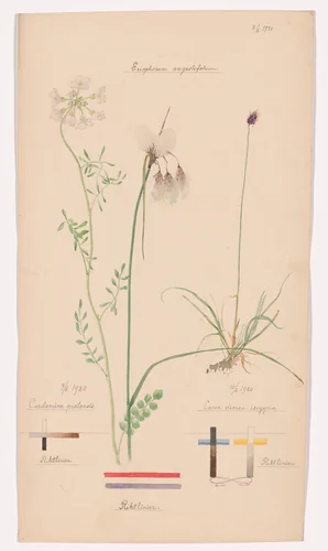 Eriophorum angustifolium (Tall Cottongrass), Cardamine pratensis (Cuckoo Flower), Carex dioica (Dioecious Sedge). Sheet 42 from the portfolio Nature Studies by Hilma af Klint, drawing, 1920