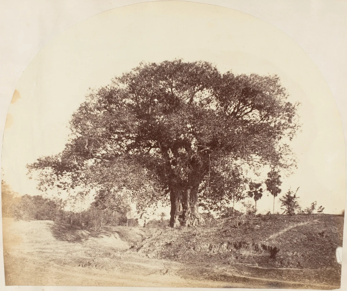 [Banian Tree] by R. B. Hill, photograph, 1850-1859