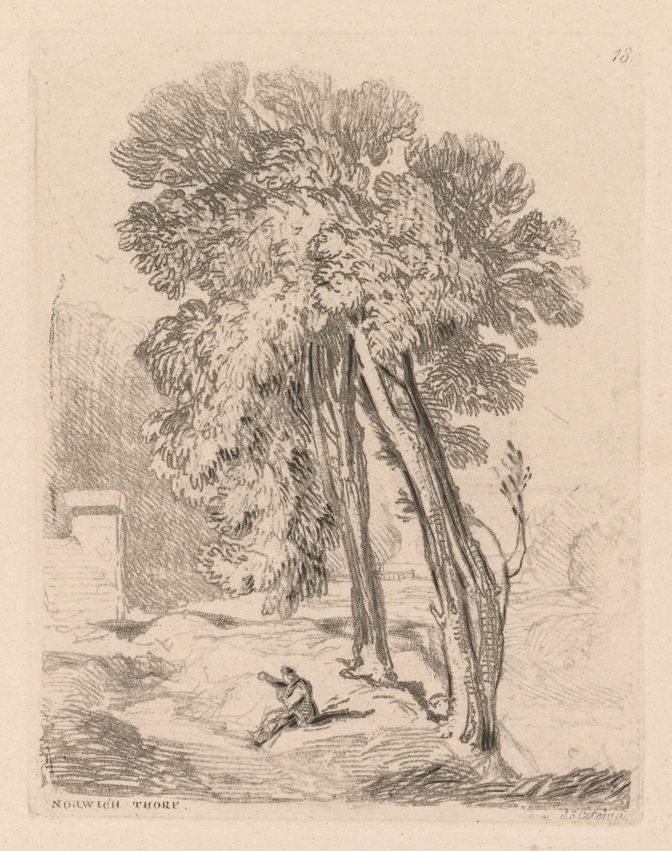 Liber Studiorum: Plate 18, Trees at Norwich Thorp, Norfolk by John Sell Cotman, book, 1838