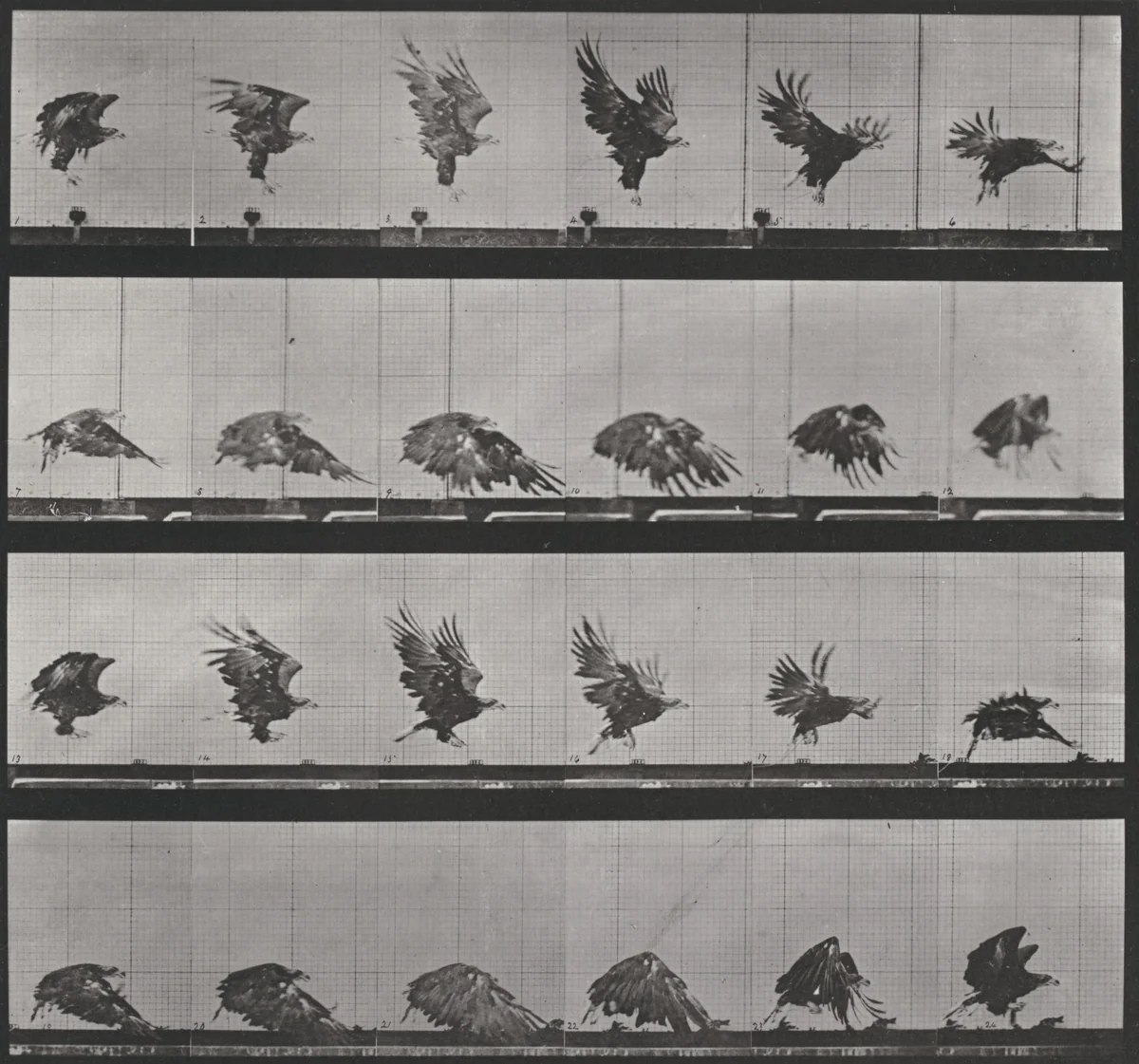 Plate Number 770. American eagle flying near the ground by Eadweard Muybridge, photograph, 1887