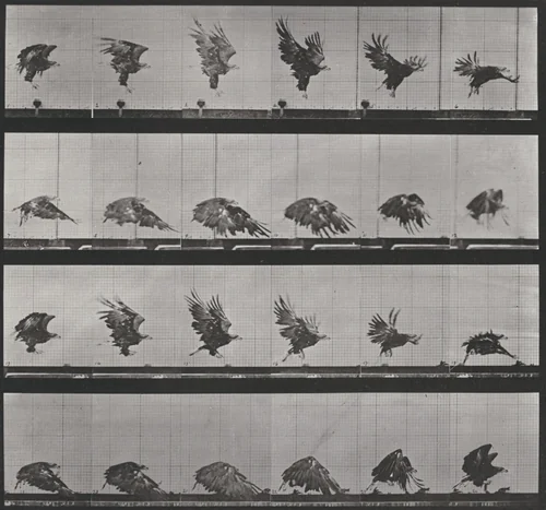 Plate Number 770. American eagle flying near the ground by Eadweard Muybridge, photograph, 1887