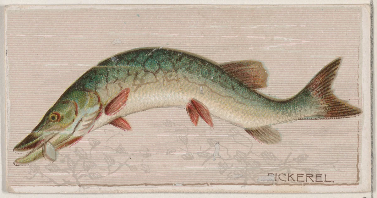 Pickerel, from the series Fishers and Fish (N74) for Duke brand cigarettes by Knapp & Company, print, 1888
