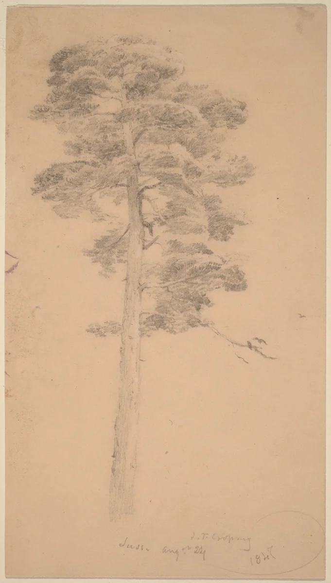 Pine Tree by Jasper Francis Cropsey, drawing, 1847