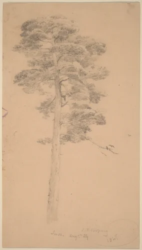 Pine Tree by Jasper Francis Cropsey, drawing, 1847