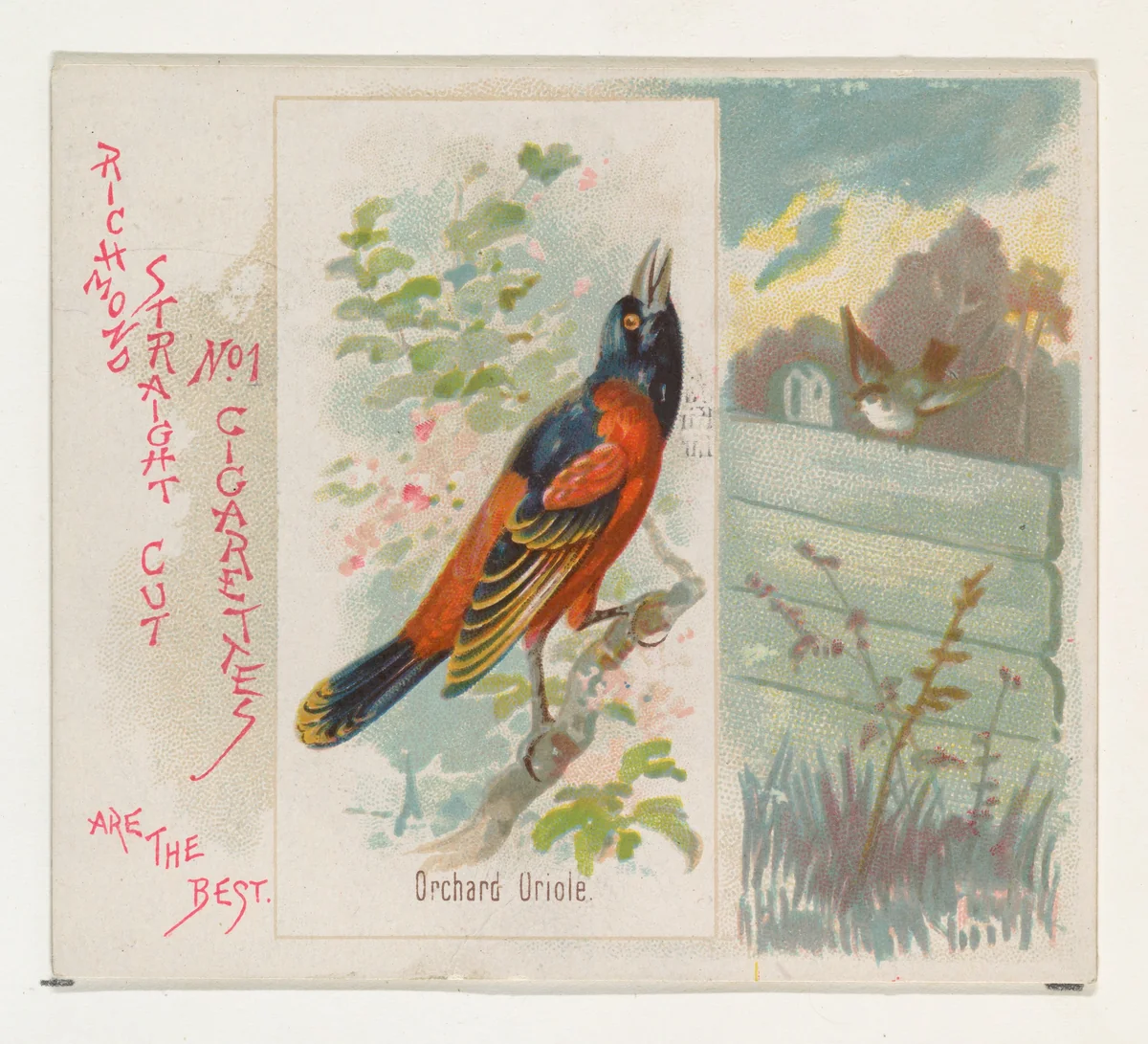 Orchard Oriole, from the Song Birds of the World series (N42) for Allen & Ginter Cigarettes by Allen & Ginter, print, 1890