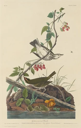 Golden-Crowned Thrush by Robert Havell, Jr.; John James Audubon, print, 1832