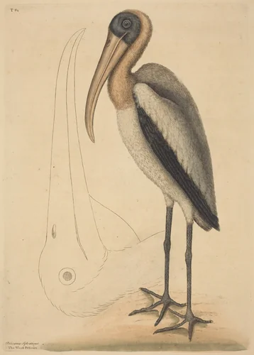 The Wood Pelican (Tantalus Loculator) by Mark Catesby, print, 1731-1743