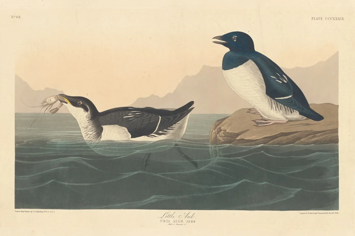 Little Auk by Robert Havell, Jr.; John James Audubon, print, 1836