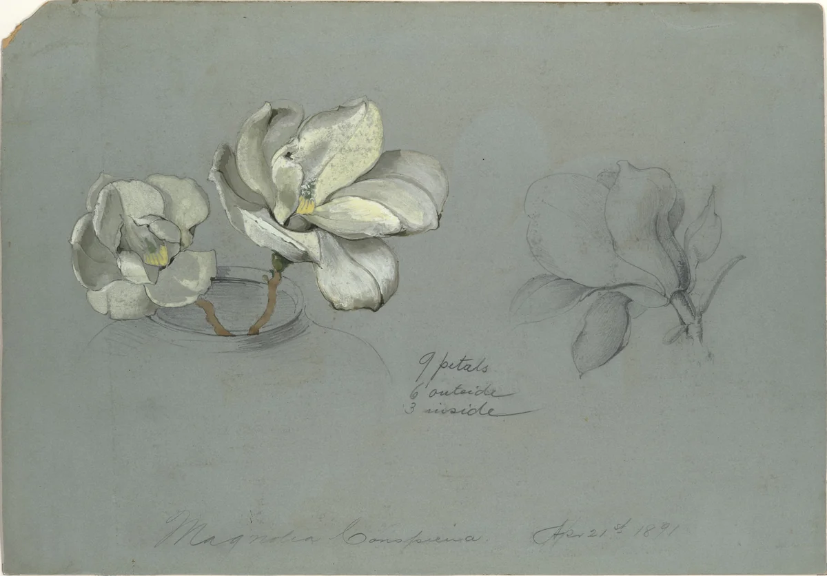 Magnolia Conspicua by Tiffany & Co., artwork, 1891