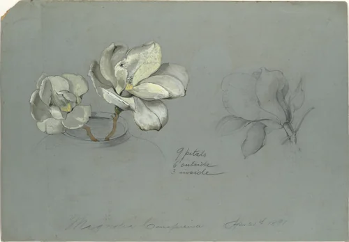 Magnolia Conspicua by Tiffany & Co., artwork, 1891
