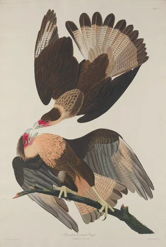 Brasilian Caracara Eagle by Robert Havell, Jr.; John James Audubon, print, 1833