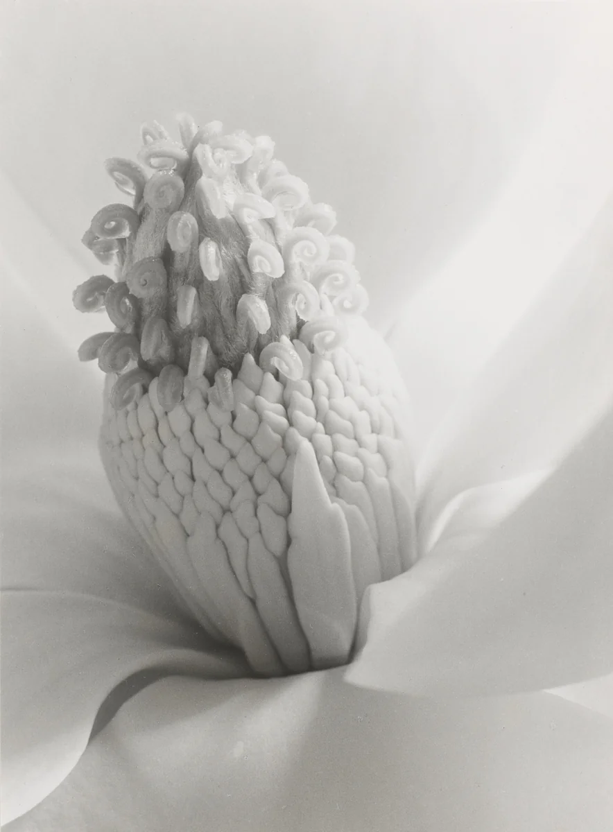 Magnola Blossom, Tower of Jewels by Imogen Cunningham, photograph, 1925