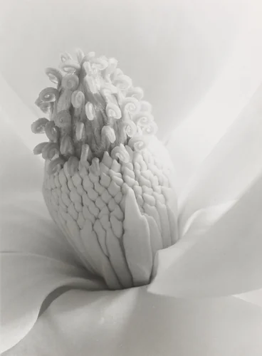 Magnola Blossom, Tower of Jewels by Imogen Cunningham, photograph, 1925