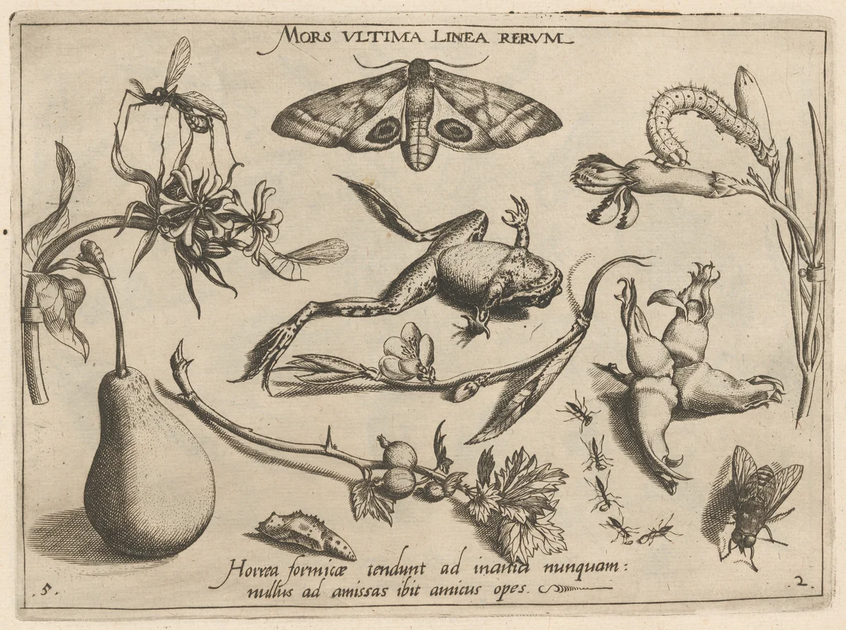 Archetypa studiaque patris Georgii Hoefnagelii [Part 2, Plate 5] by Jacob Hoefnagel; Joris Hoefnagel, print, 1592