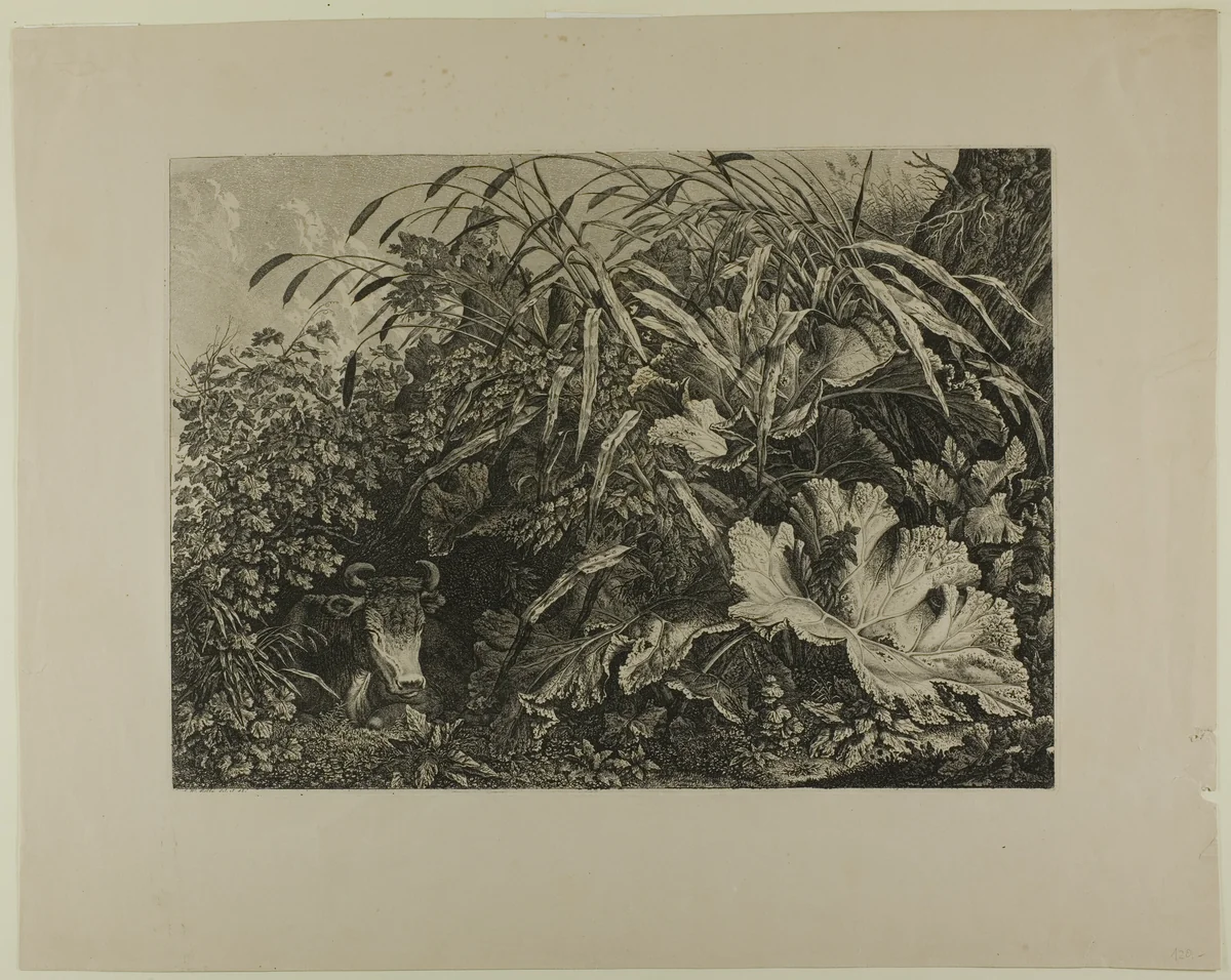 Cow Standing in a Swamp by Carl Wilhelm Kolbe, print, 1779-1835