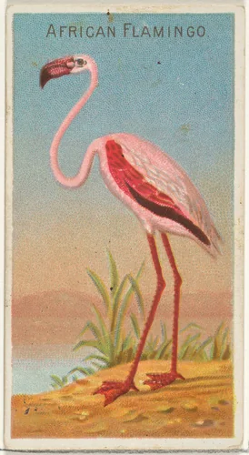 African Flamingo, from the Birds of the Tropics series (N5) for Allen & Ginter Cigarettes Brands by Allen & Ginter, print, 1889