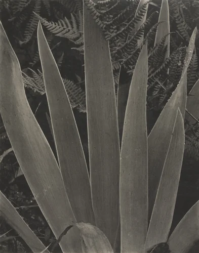 Iris by Paul Strand, photograph, 1928