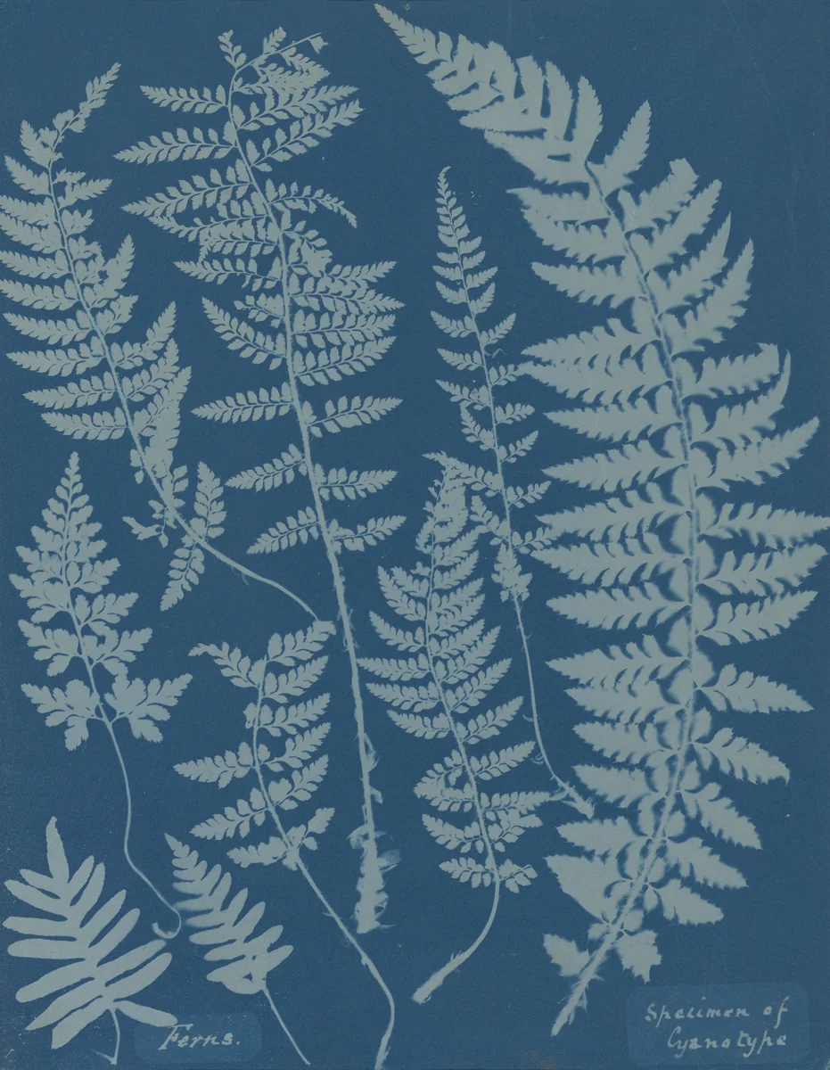 Ferns. Specimen of Cyanotype by Anna Atkins, photograph, 1840-1850