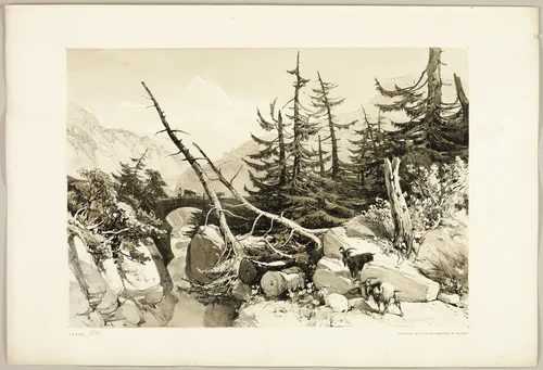 Larch, from The Park and the Forest by James Duffield Harding, print, 1841