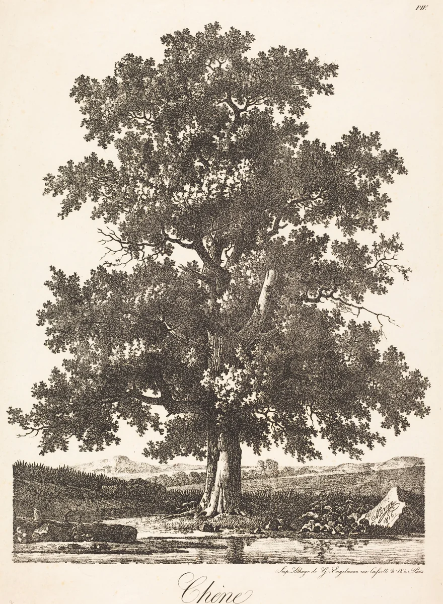 Chene (Oak Tree) by Antoine Pierre Mongin, print, 1816