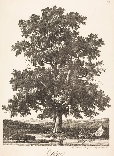 Chene (Oak Tree) by Antoine Pierre Mongin, print, 1816